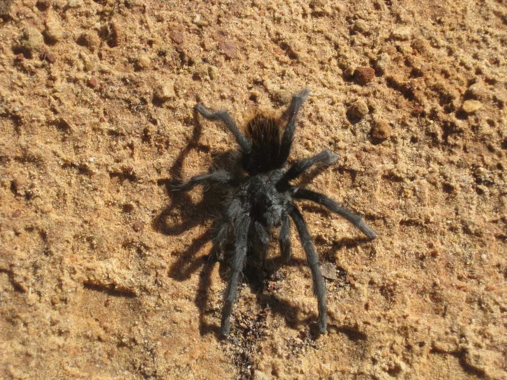 Large hairy spider on brown sandy ground.