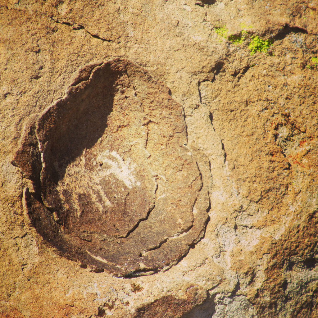 Petroglyph of a desert bighorn sheep carved in the bowl of a rock depression