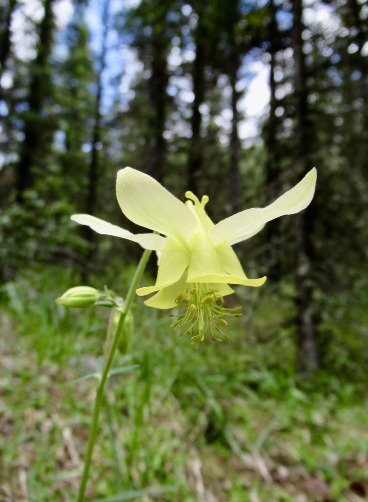 Yellow columbine flower on forest floor