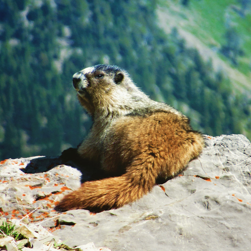 Grey and brown marmot, a rodent, lying on orange, lichen-covered rock with treed slope blurred in background.