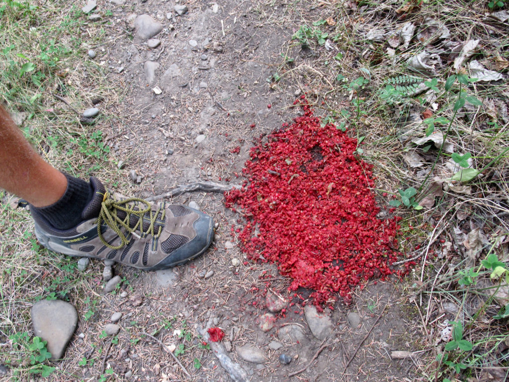 Berry-filled pile of red bear scat next to man's foot.