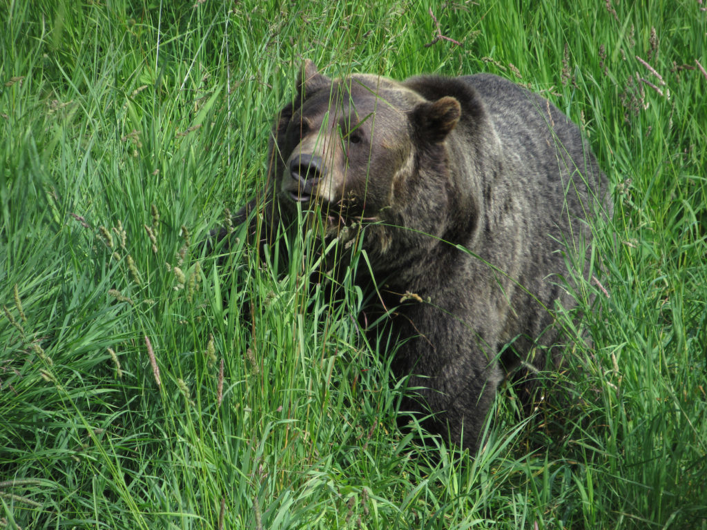 Grizzly bear in grassy meadow