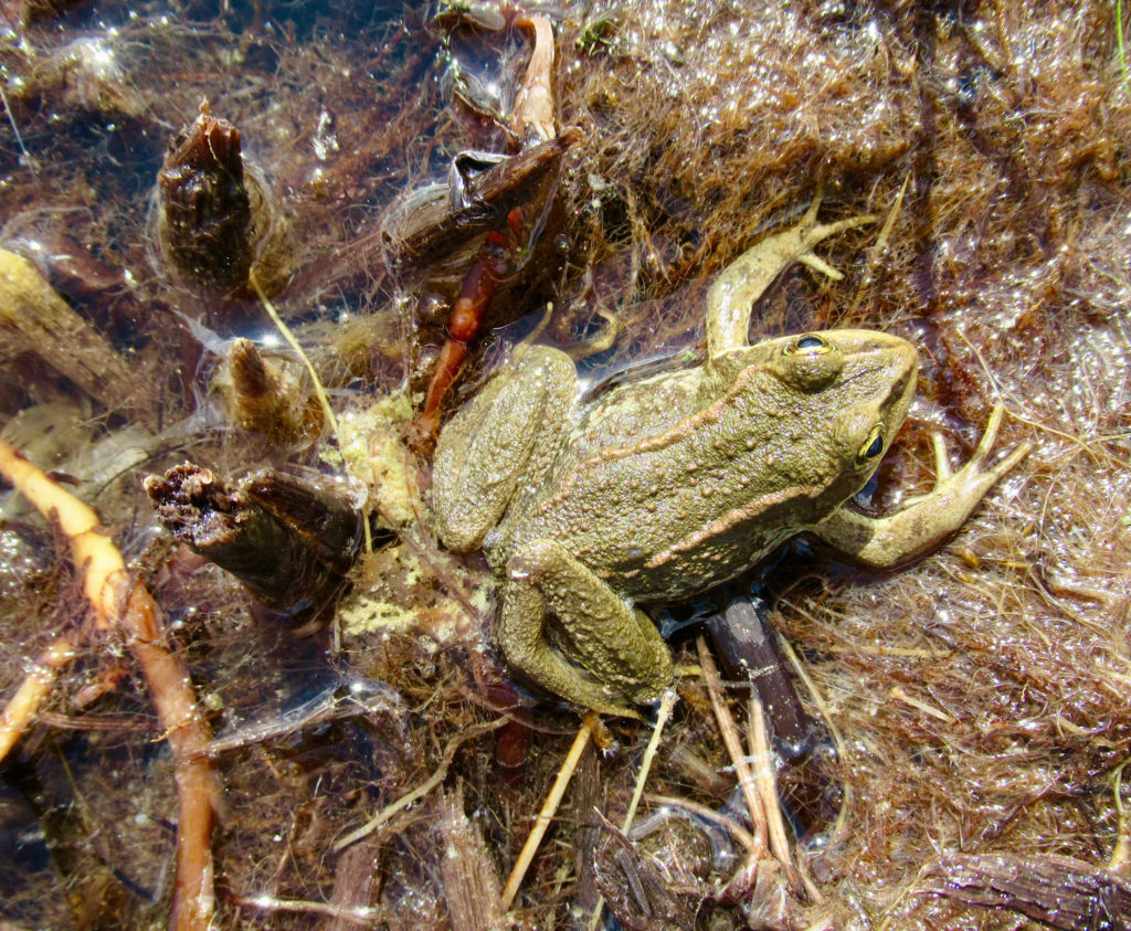 Toad sitting in watery vegetation