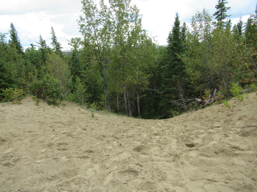 Sand hills with trees.