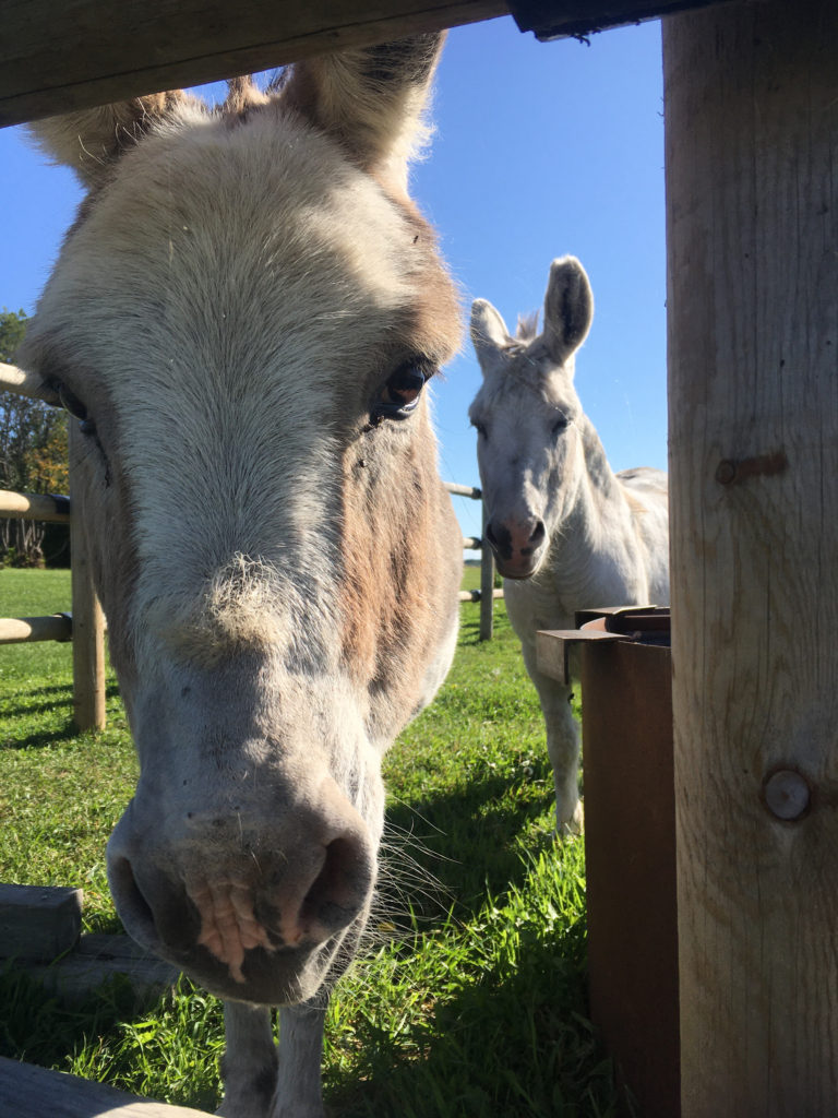 Two miniature donkeys behind fence.