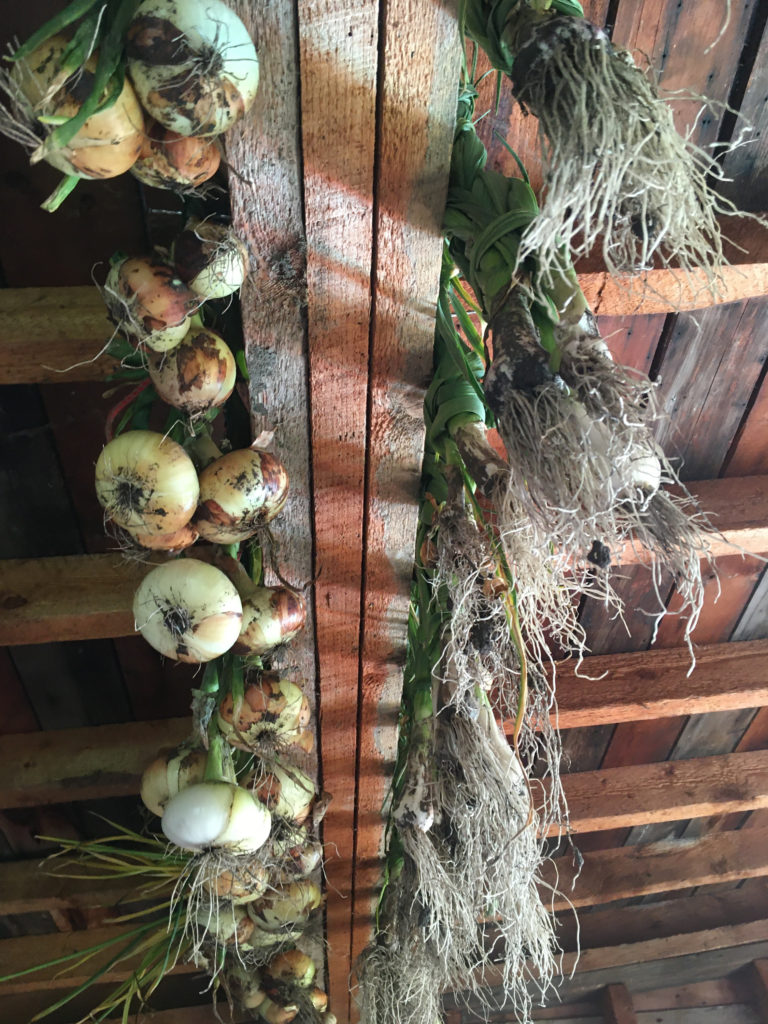 Rows of onions hanging from wooden rafters. 