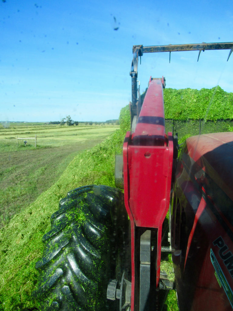 Red tractor on top of tall, green silage pile in farmyard.