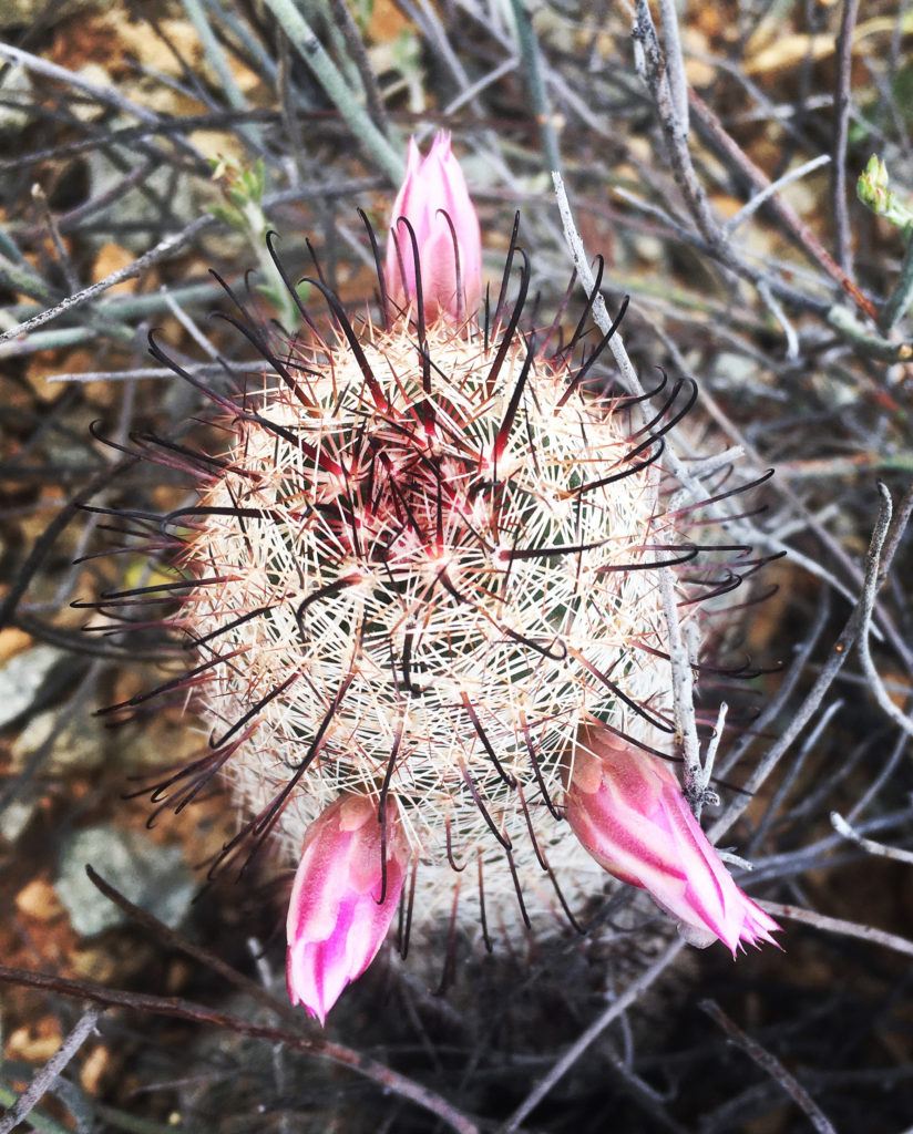 Fuzzy cactus with long protruding black spikes and three pink buds ready to bloom.