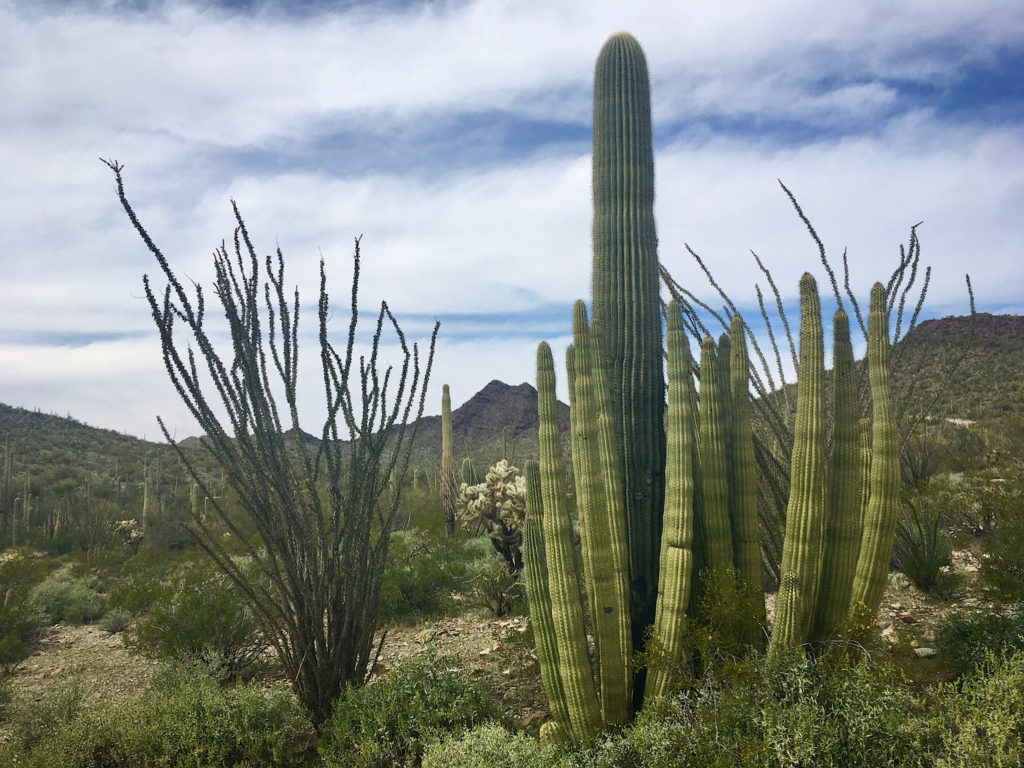 A variety of cactus and plants in the desert.