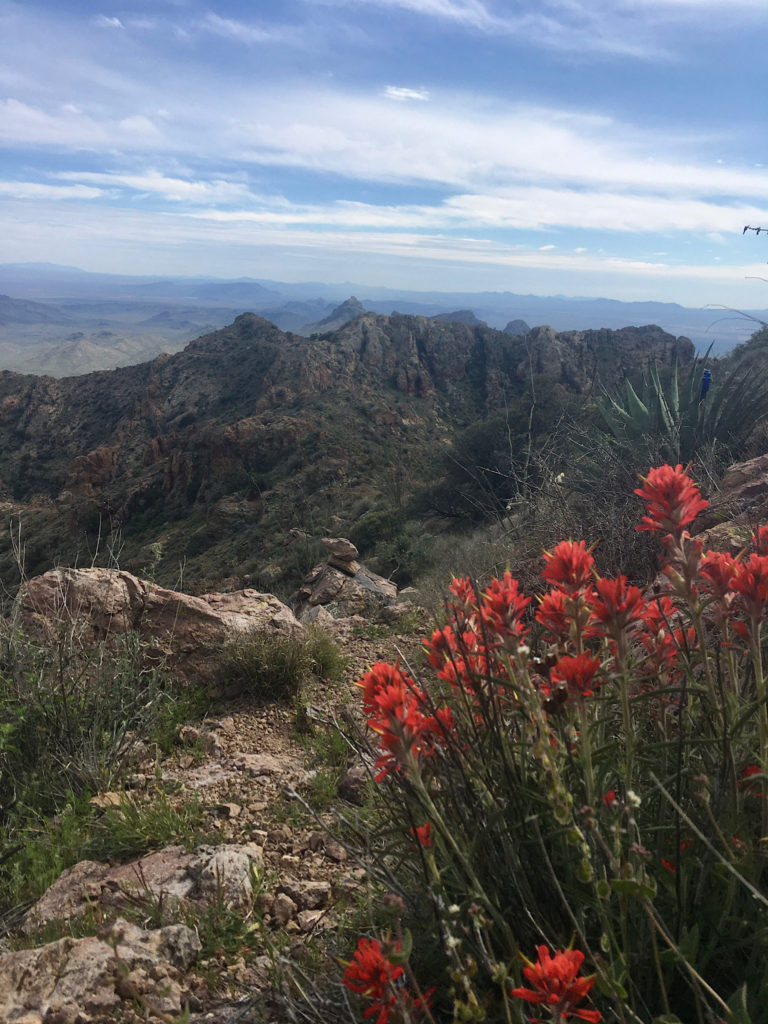 Bright red wildflowers in foreground with rocky mountains in background.