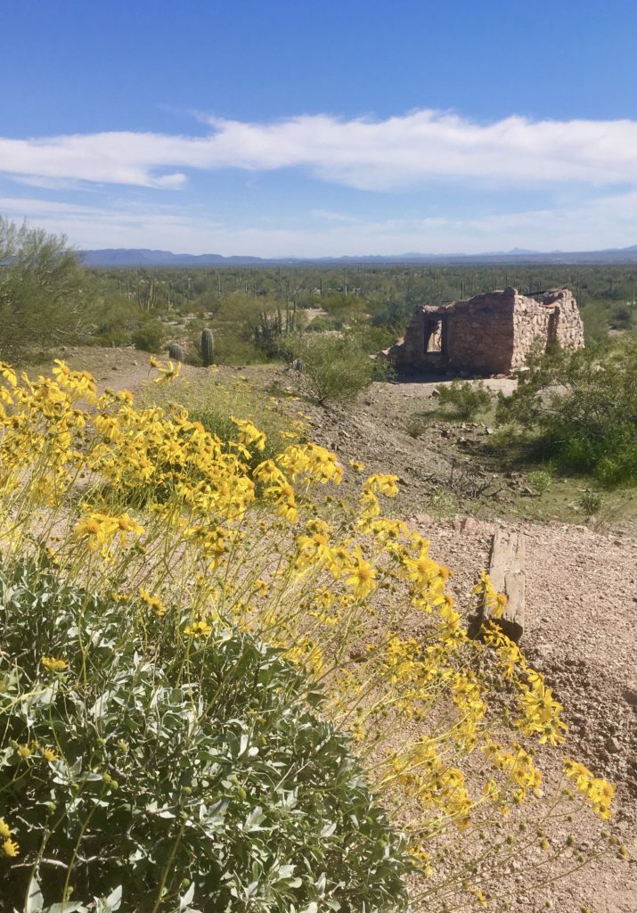 Yellow wildflowers in foreground with old stone building in background.
