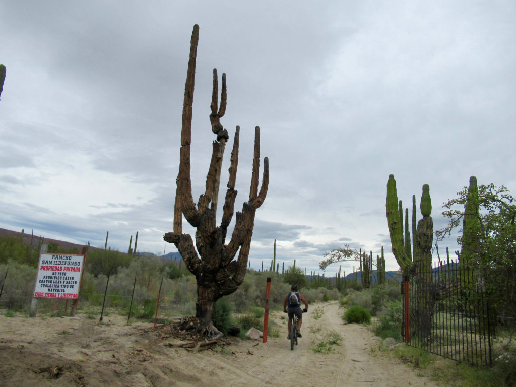 Man on bike pedalling through gate with saguaro cactus beside him.