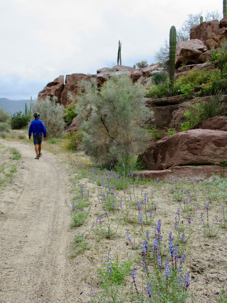 Man in blue jacket and shorts walking on sandy road with flowers blooming in foreground and boulders with cactus and other desert plants in background.