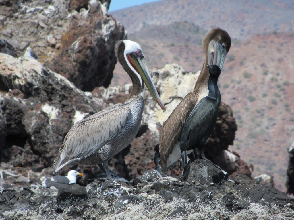 Male and female brown pelican standing on rough lava rock next to a single black cormorant and a small grey and while gull.