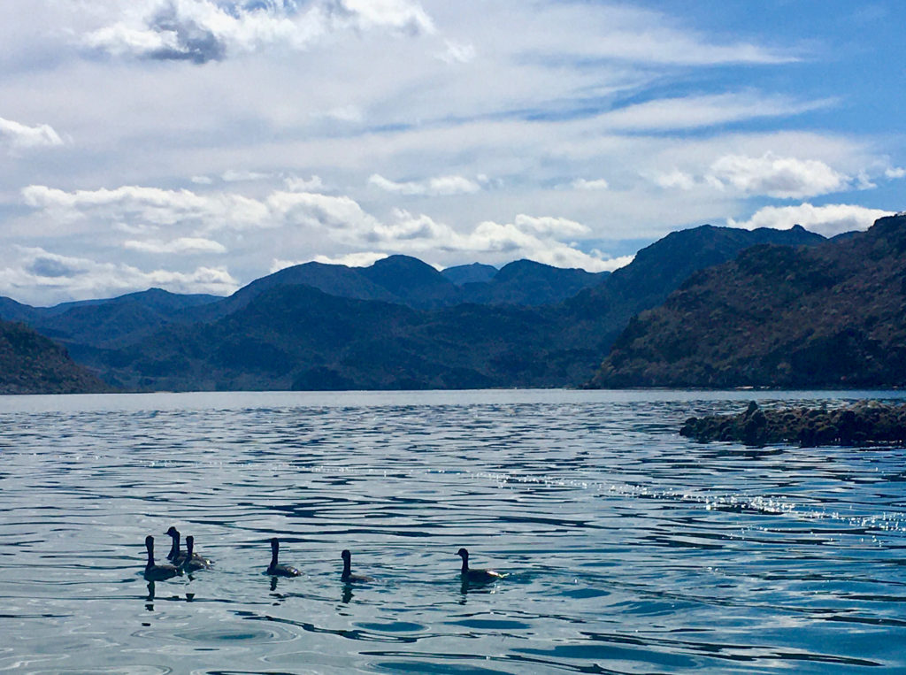 Six birds swimming in blue ocean water with tall brown mountains in distance.