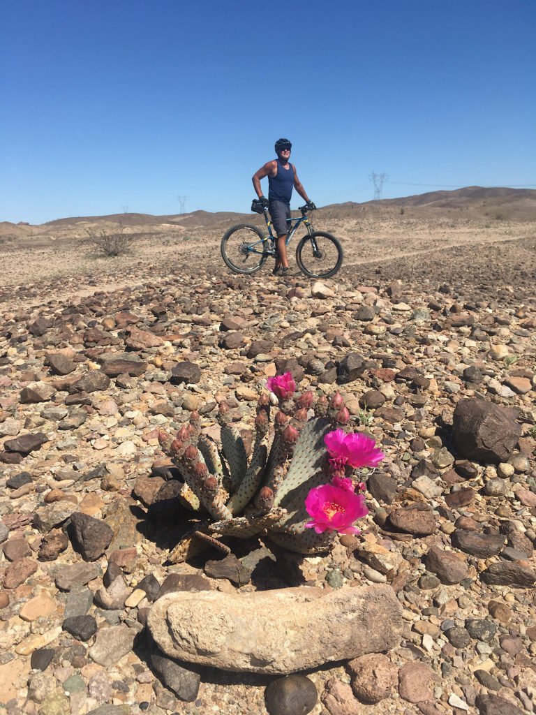 Man standing astride a mountain bike in rocky background with pink blossoms of prickly pear cactus in foreground.