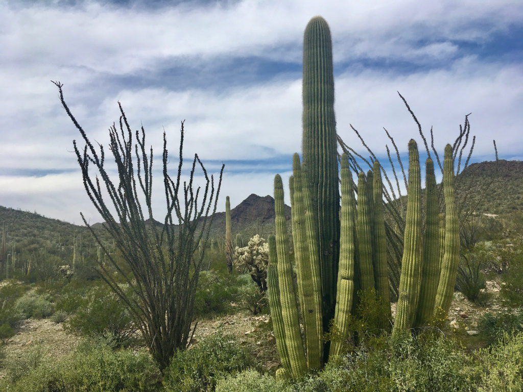 Desert landscape with a variety of green cacti and shrubs and low hills in background.