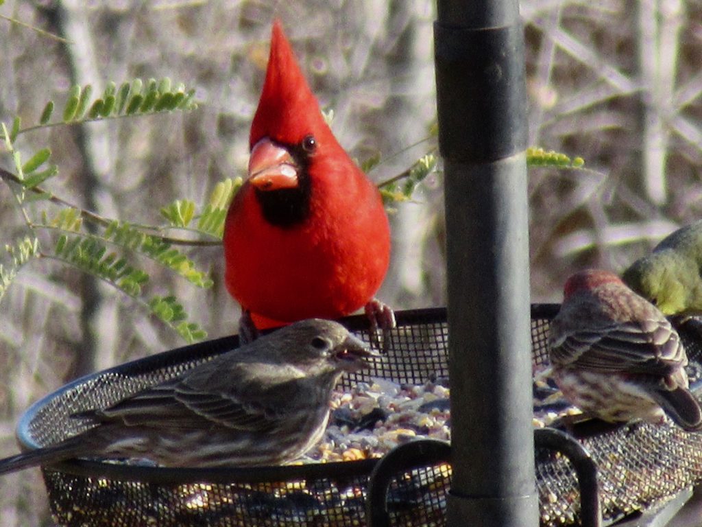 Male red cardinal at feeder