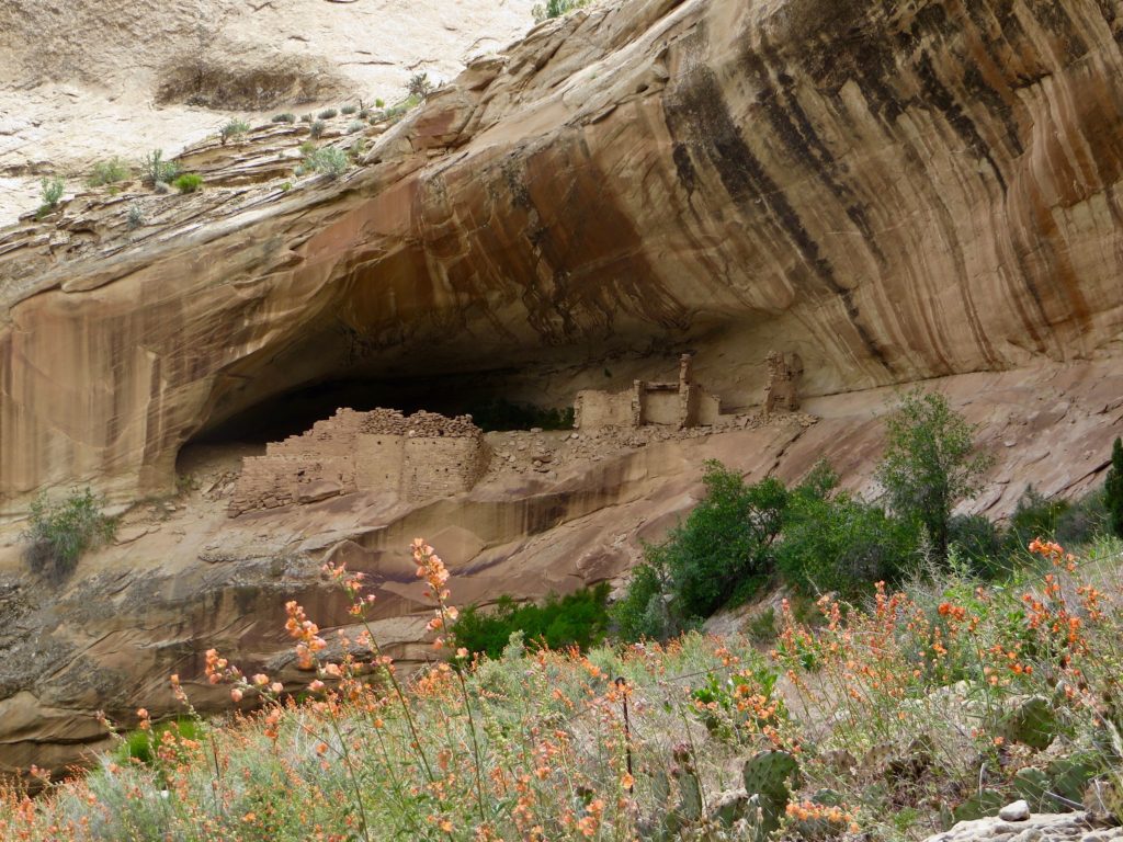 Blooming flowers in lower foreground with large rock alcove and rock ruins.