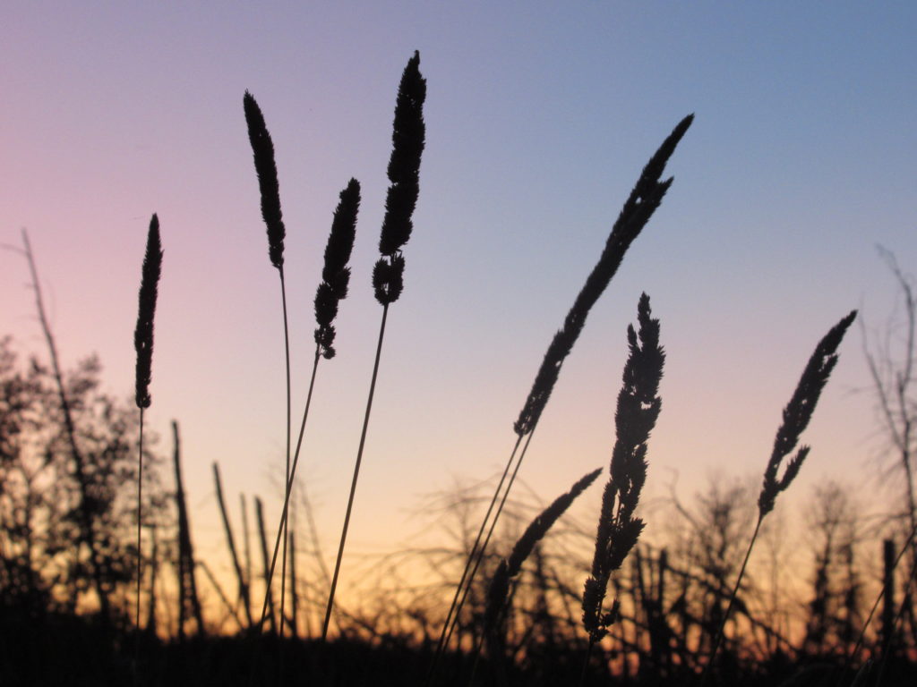 Silhouette of grasses against pink and orange and grey sky.