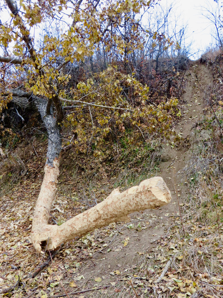 Large cottonwood tree branch with bark chews off next to muddy path going up bankside.