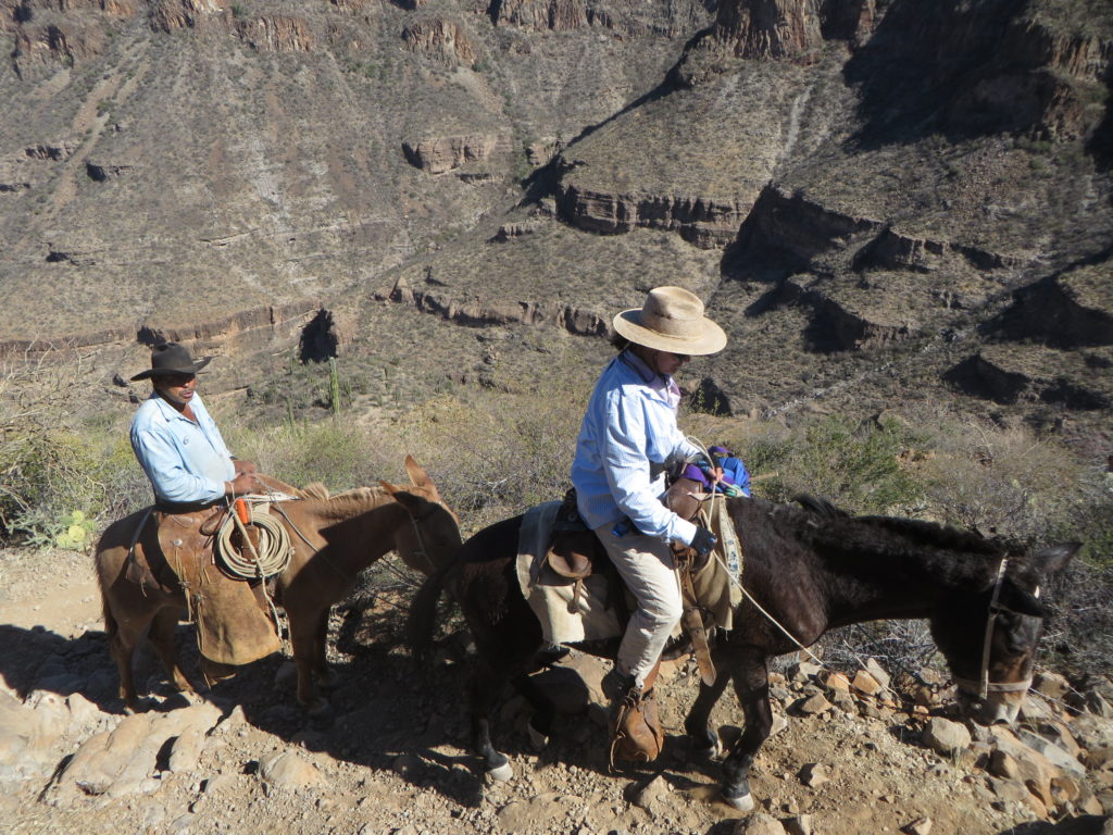 Women and man riding mules on steep canyon trail.