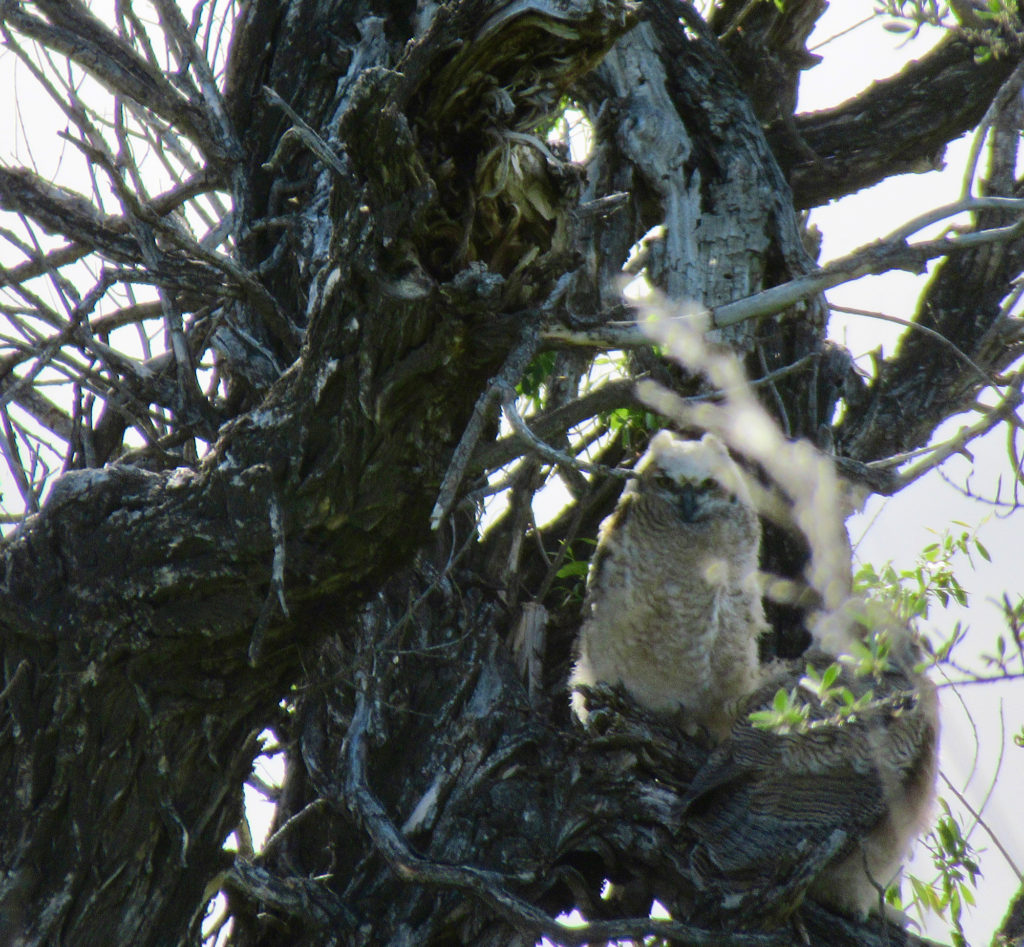 White-feathered young owl sitting in snarled old cottonwood tree.