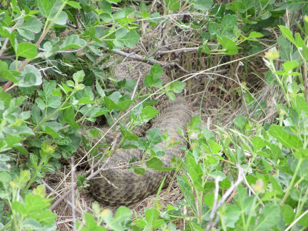 Large rattlesnake hidden in dry grass and green shrubbery.