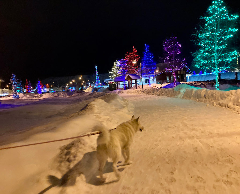 White husky walking snowy path lit by colorful lights on trees.