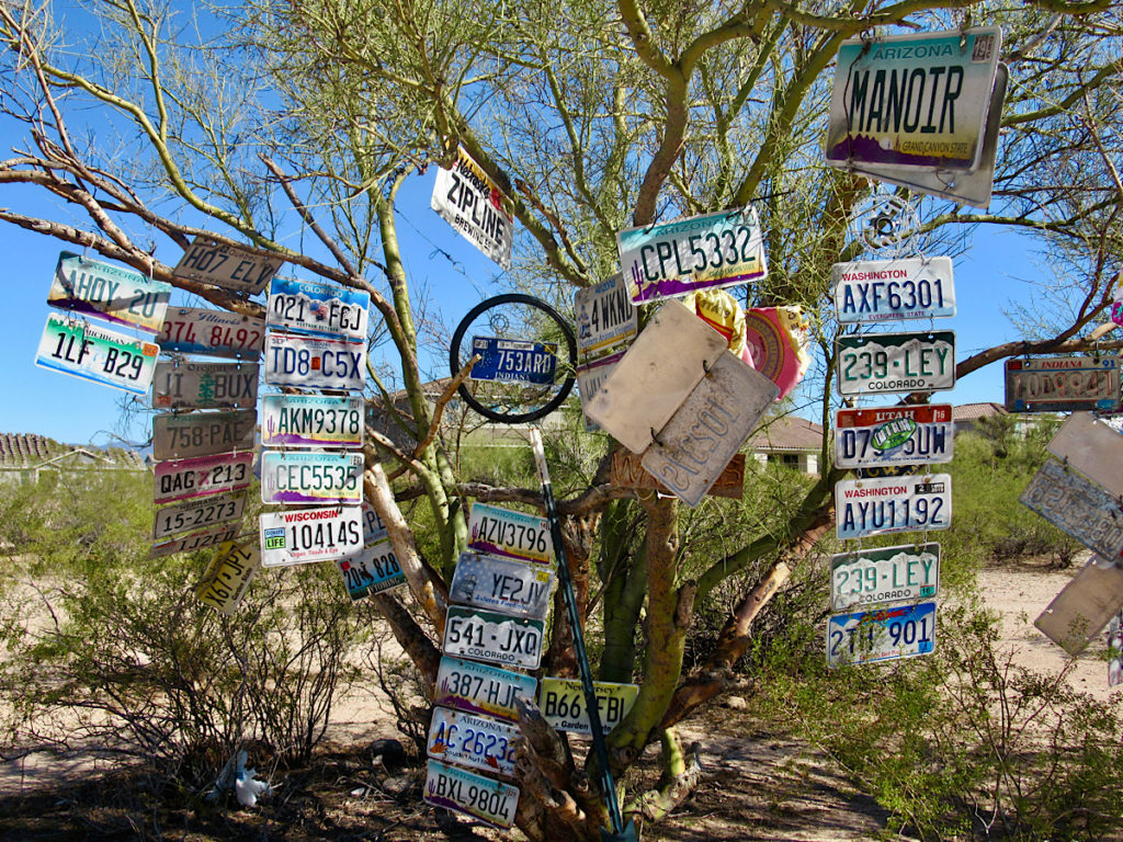 Licence plates hanging from a palo verde tree.