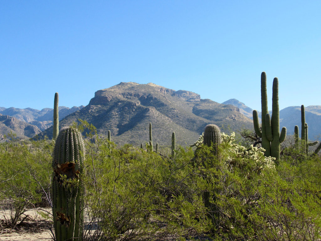 Mesquote and Saguaro cactus in foreground with large mountain in background.