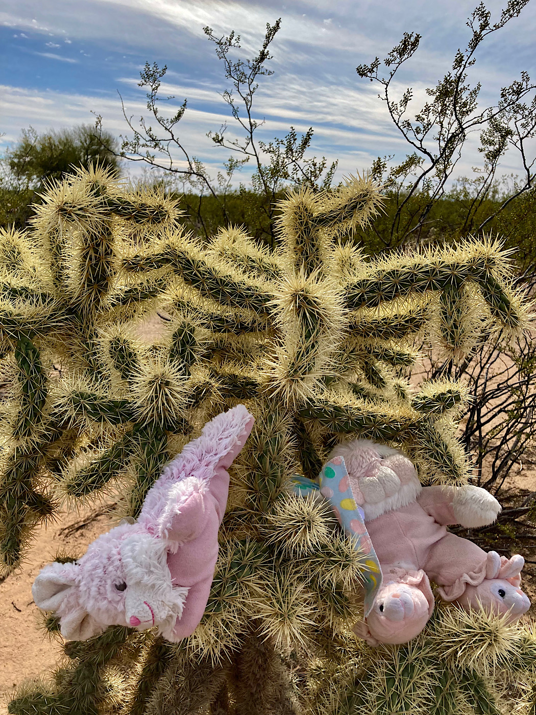 Two pink stuff bunnies stuck to a cholla cactus.