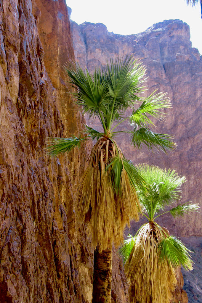 Palm trees beside high rocky cliff.