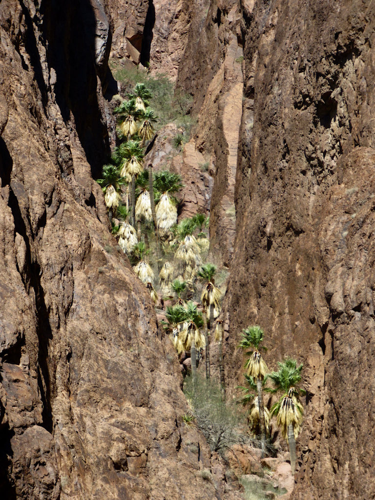 Palm tree tucked in rugged and narrow canyon.