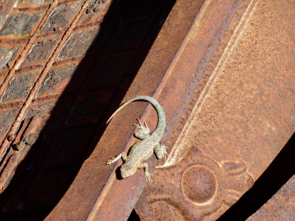 Tiny light brown lizard on rusty piece of metal