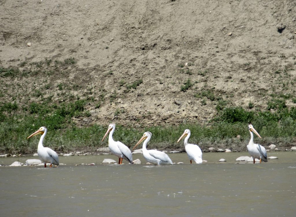 Five large white pelicans on rock ledge in muddy brown river.
