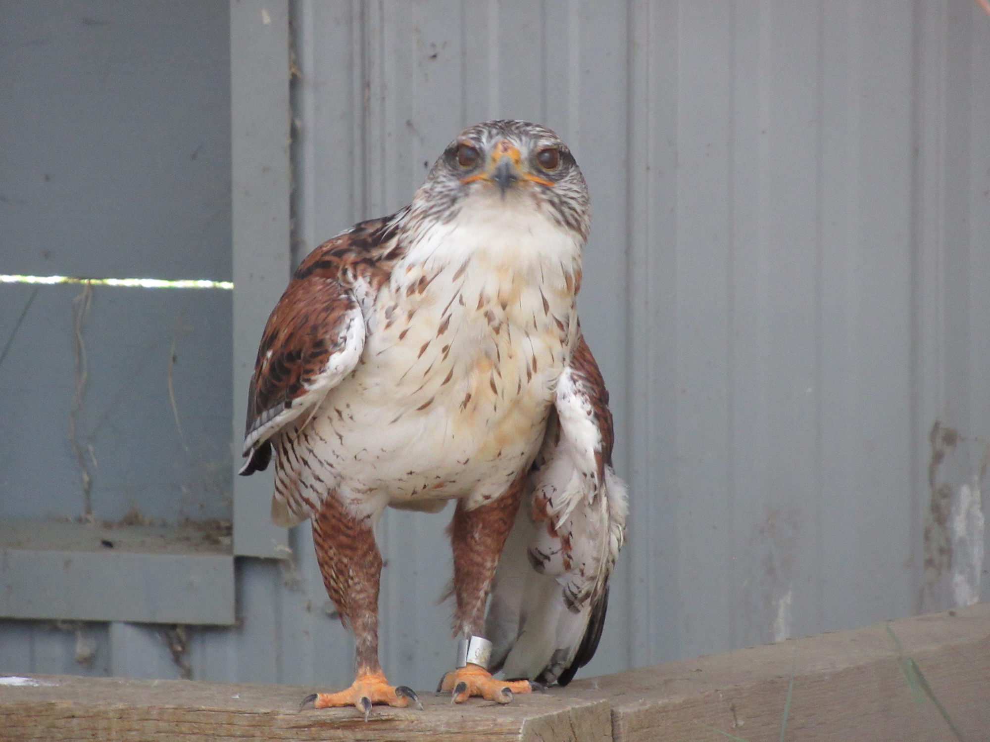Burren Birds of Prey Centre - All You Need to Know BEFORE You Go (with  Photos)