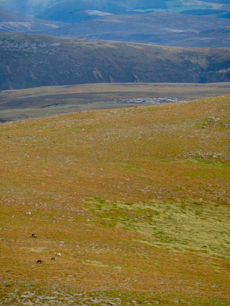 Wide open moorland meadow with 5 tiny images of reindeer.