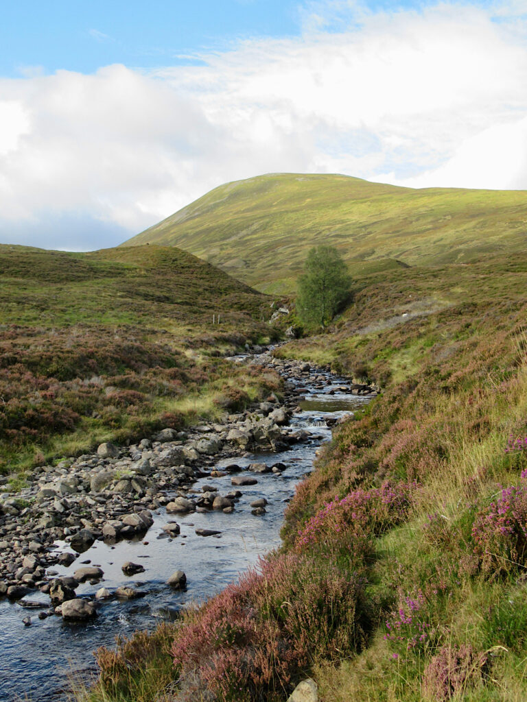 Stream running through heather moorland with peak in background.