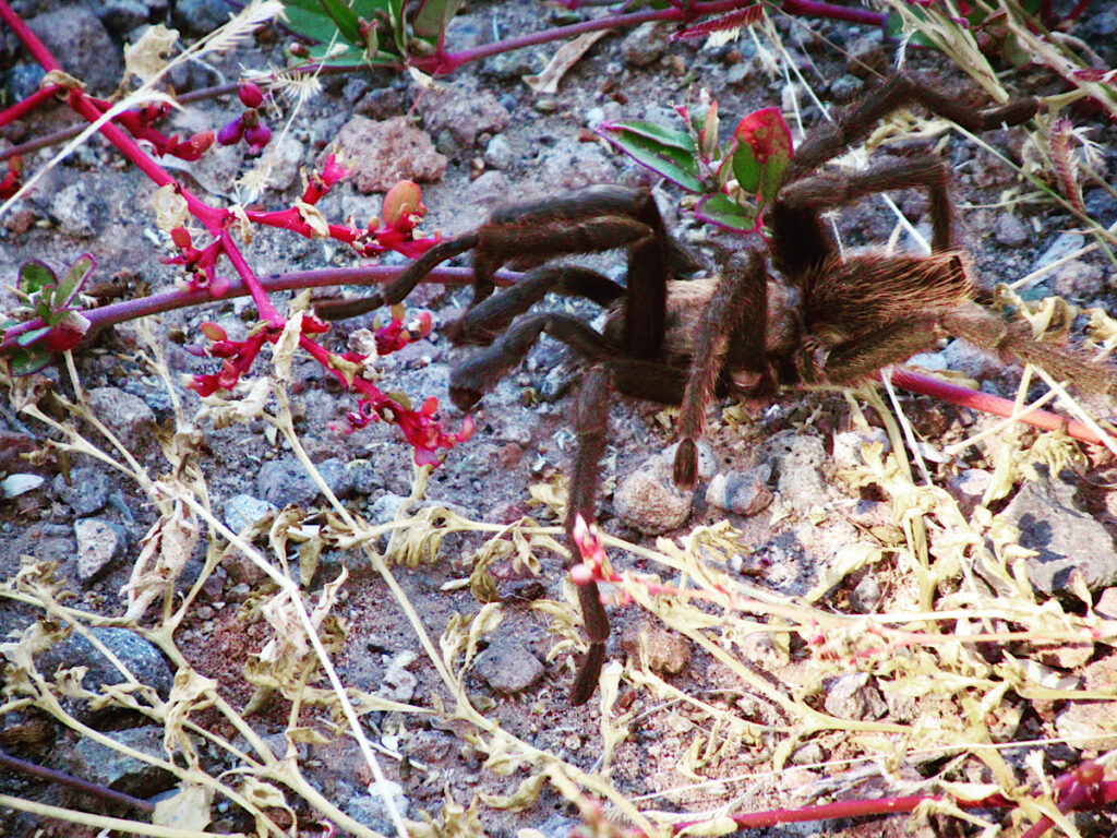 Large and hairy brown spider on dry brown and red plants.