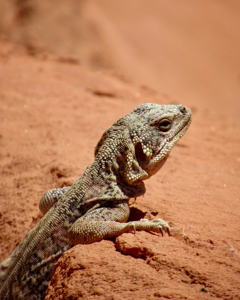 Image of a lizard climb up  red sandstone rock.
