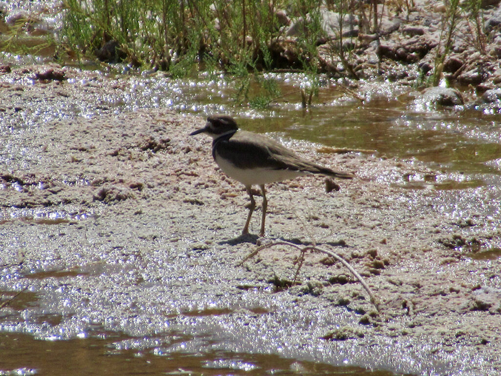 Shorebird on mud in front of a small patch of water.