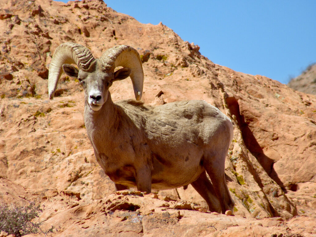 Large bighorn sheep standing on red rock cliff with blue sky above.