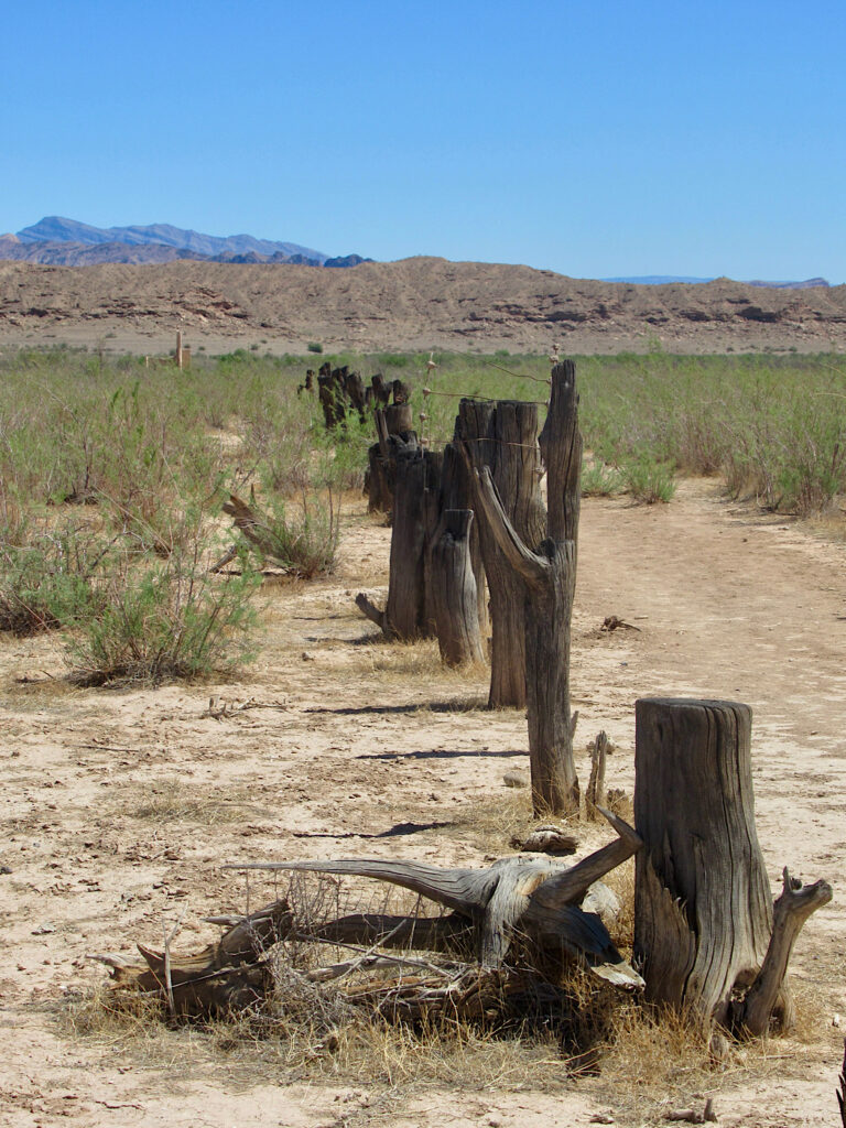 Dark brown stumps cut off at various heights in row among desert scrub brush with mountains rising in distance under blue sky.