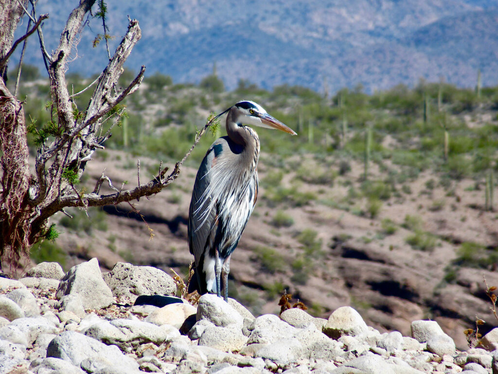 Great blue heron standing on white rocky short next to dead brushy tree with desert in background.