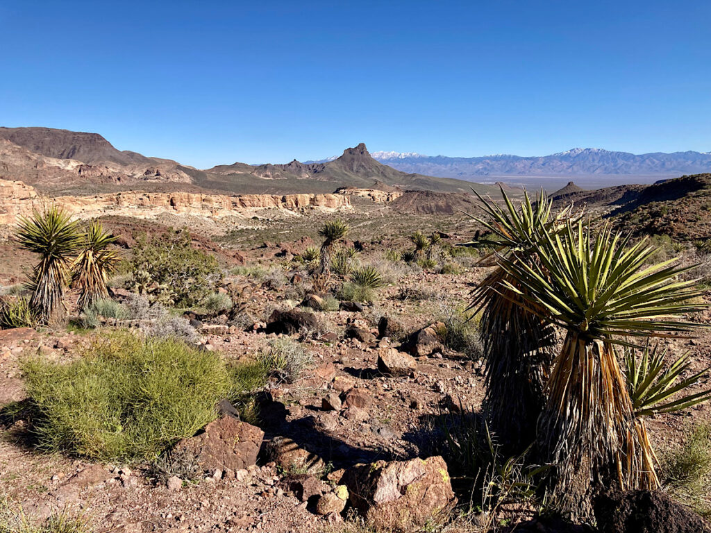 High desert vista with mountains and spiky Joshua trees under a clear blue sky.