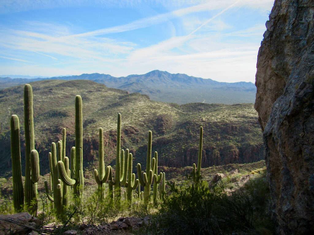 Saguaro cacti on slope of mountain with more mountains in distance under lightly cloudy sky.