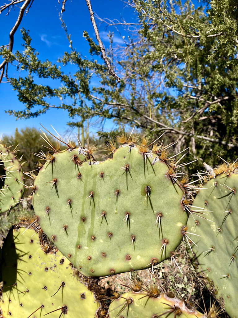 Close up of prickly pear cactus with shrubby tree in background under blue sky.