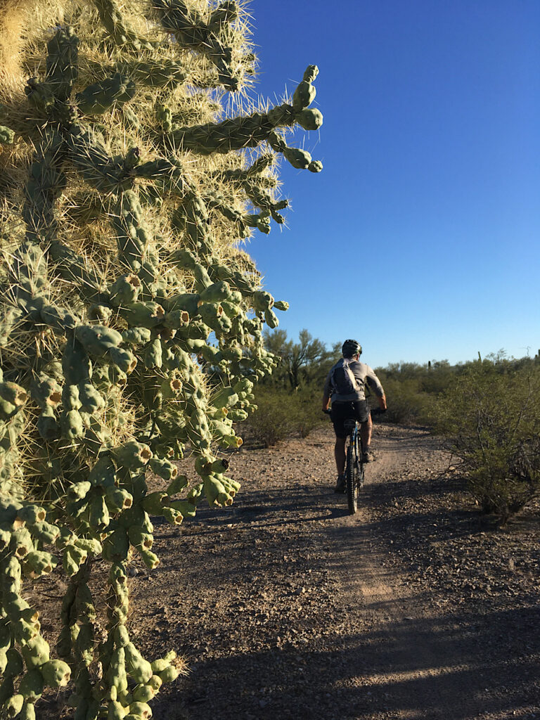 Man biking away from camera with large, spiny cholla cactus in full left half of image.