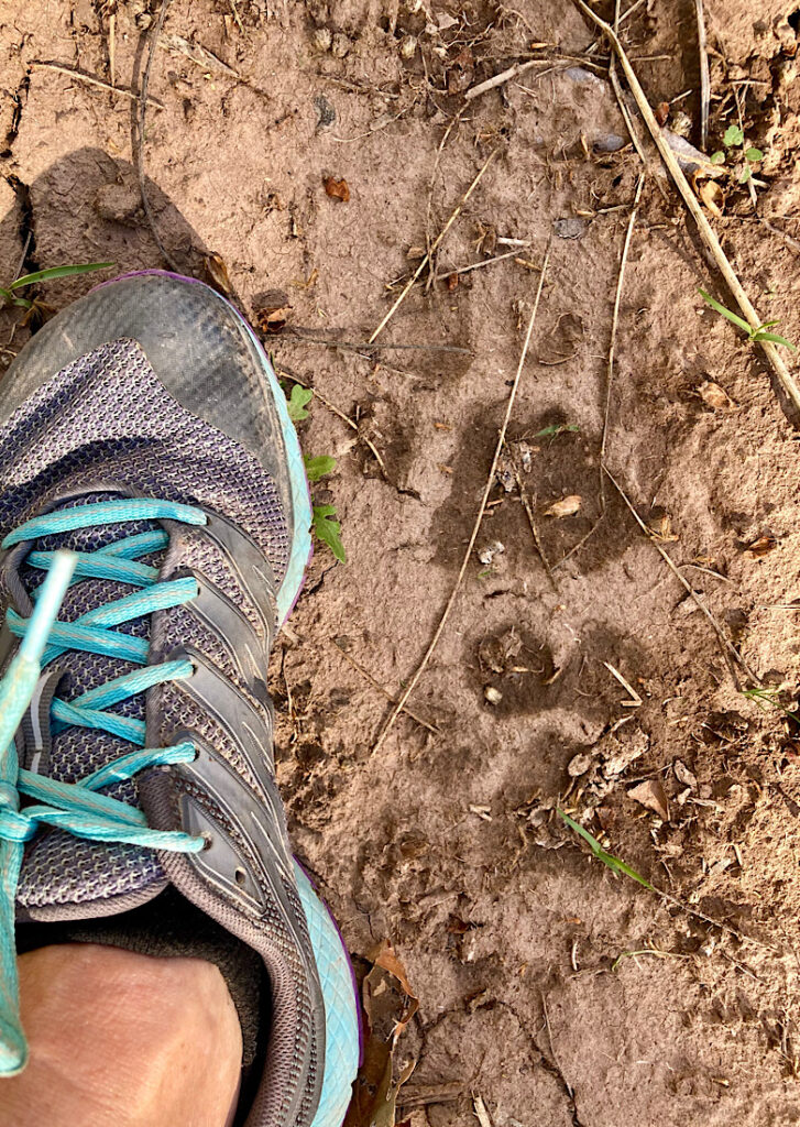 Woman's foot in grey running shoe with blue laces beside mountain lion track in dried mud.